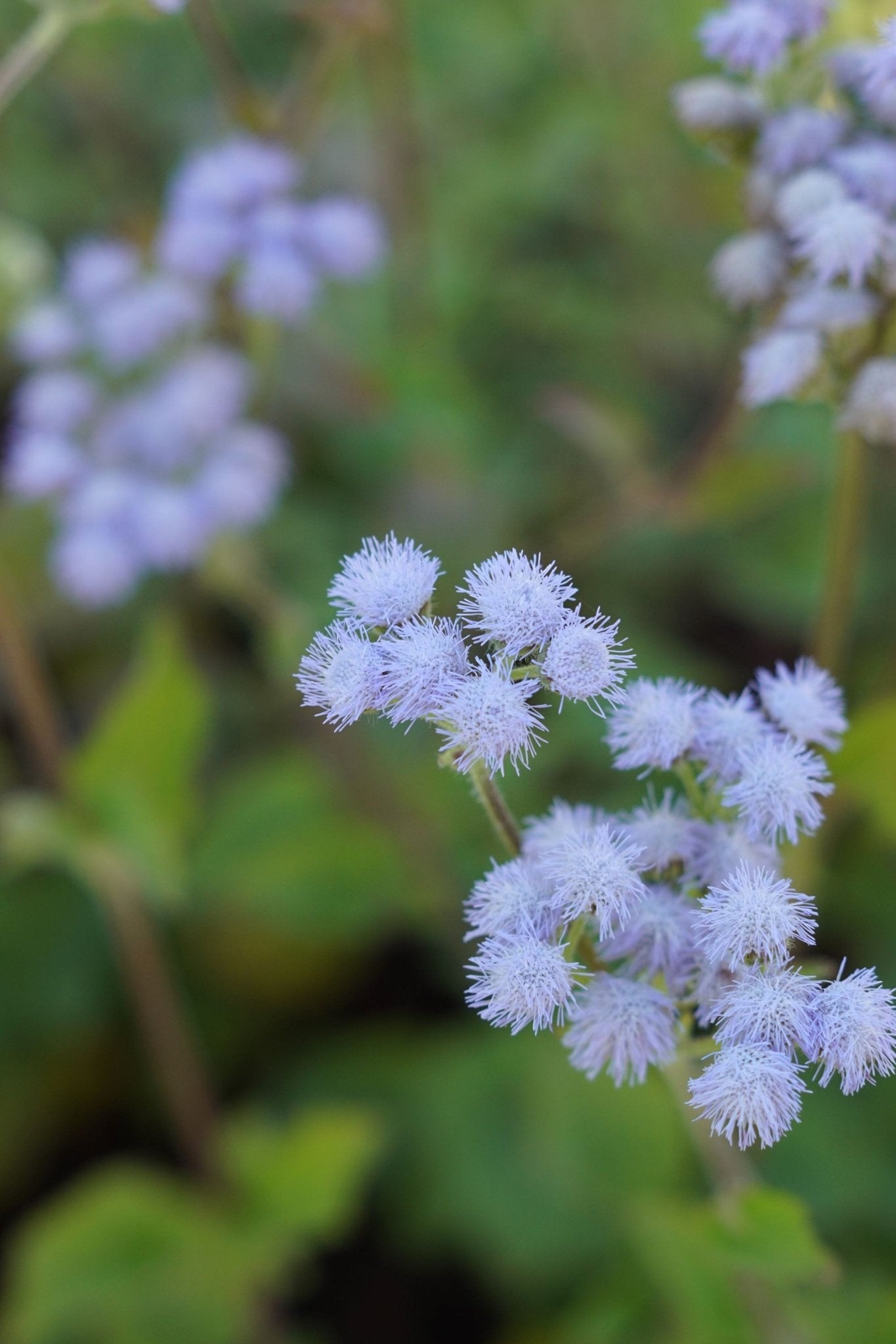 Ageratum "Old Grey" - Tuinkabouter Chrisje
