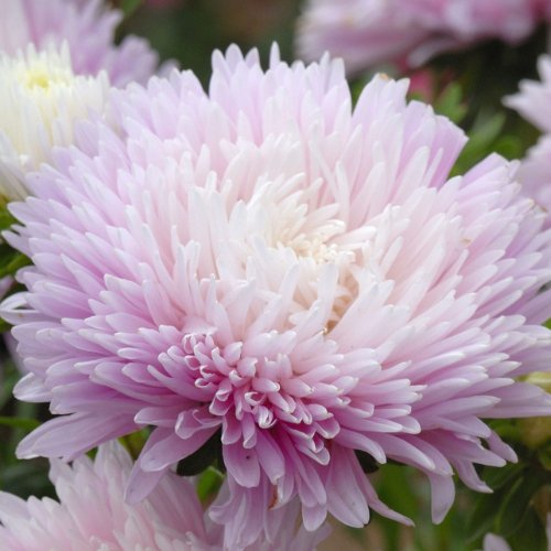 China Aster is an excellent cut flower mainly found in this China Aster is an excellent cut flower mainly found in this
