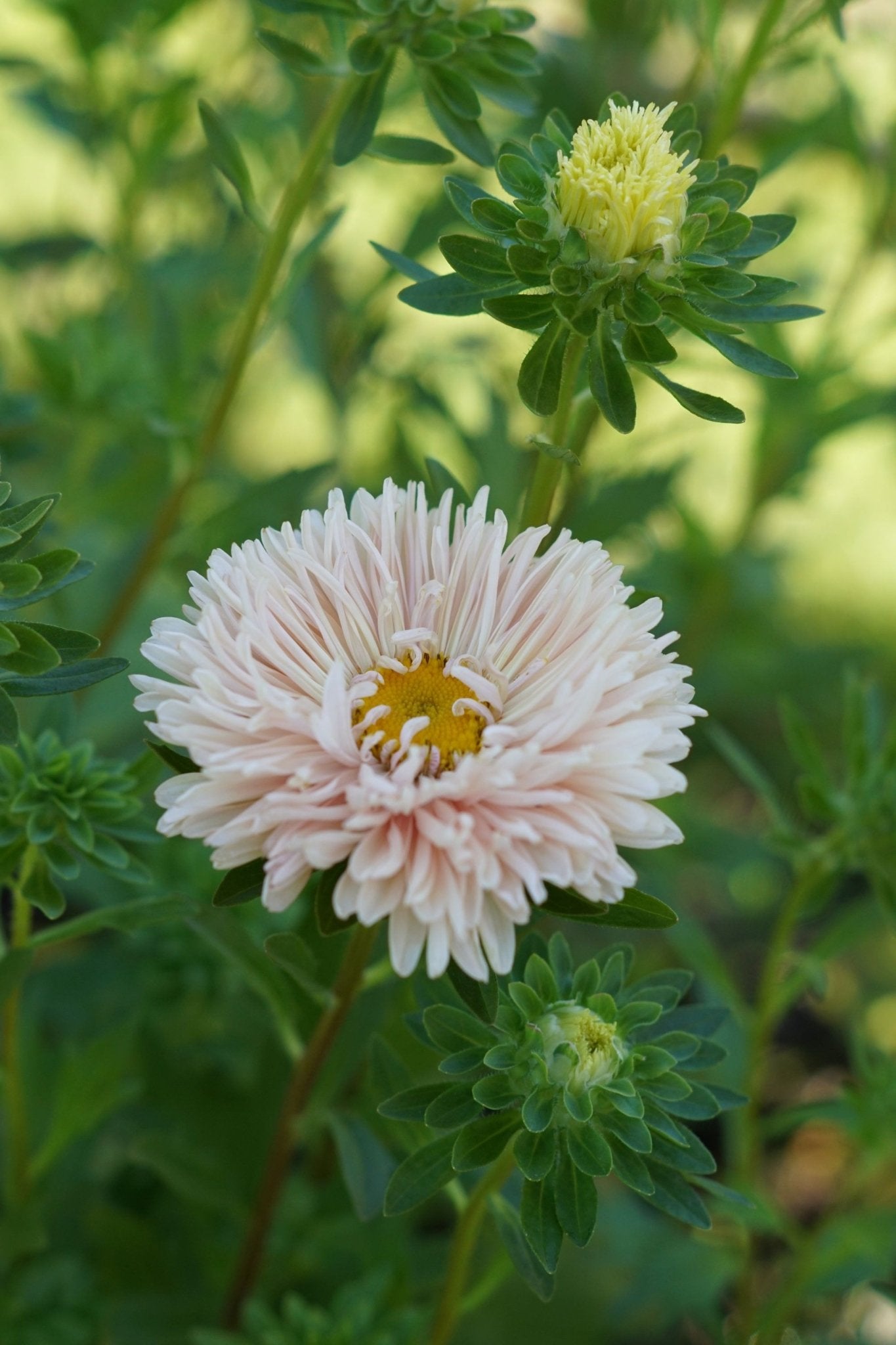 Chinese Aster King Size Apricot - Tuinkabouter Chrisje