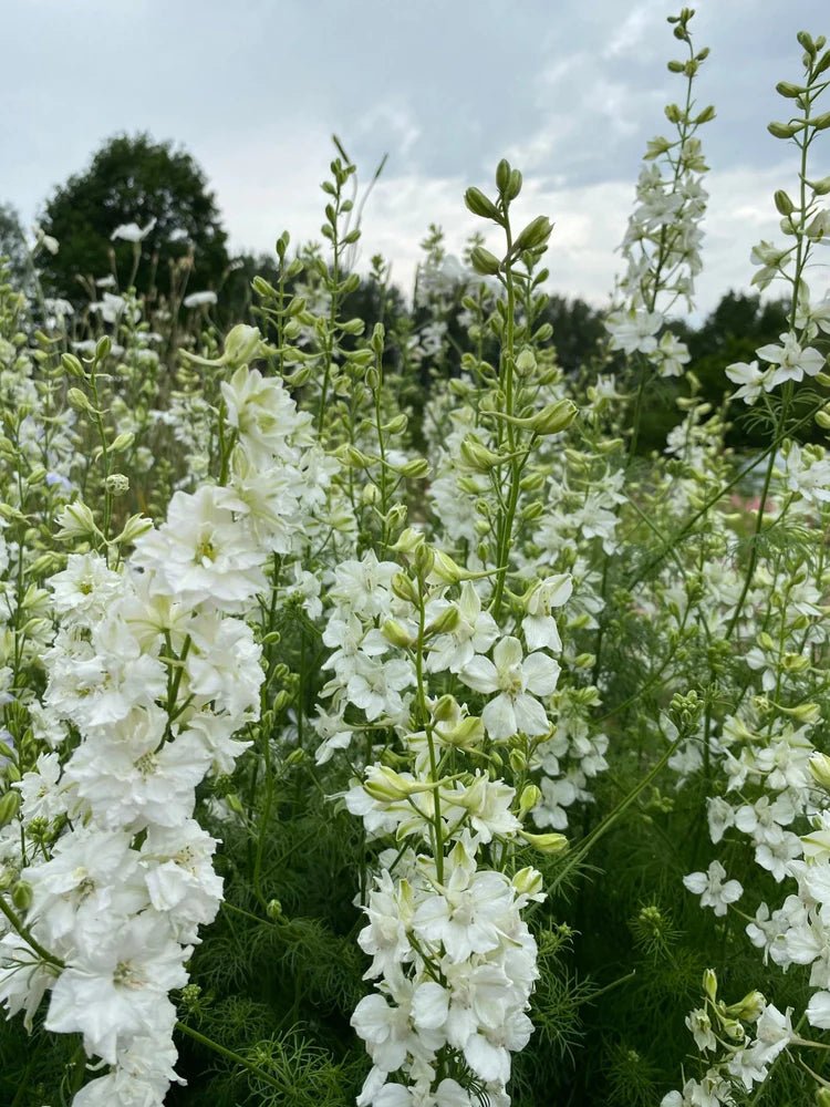 Collectie Whites bloemenzaad - Tuinkabouter Chrisje