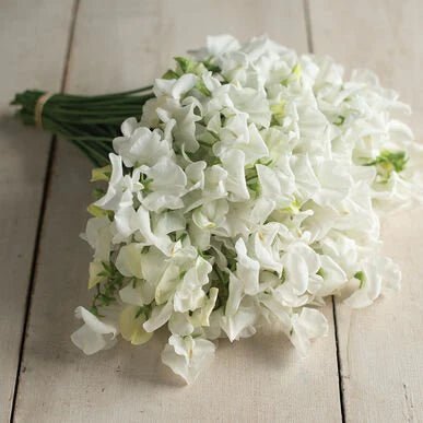 Collectie Whites bloemenzaad - Tuinkabouter Chrisje