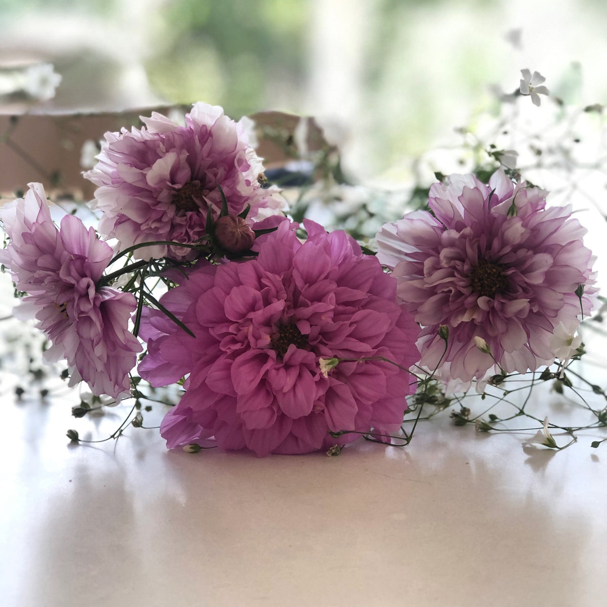Cosmos Double Click Rose Bonbon Zaden – Tuinkabouter Chrisje