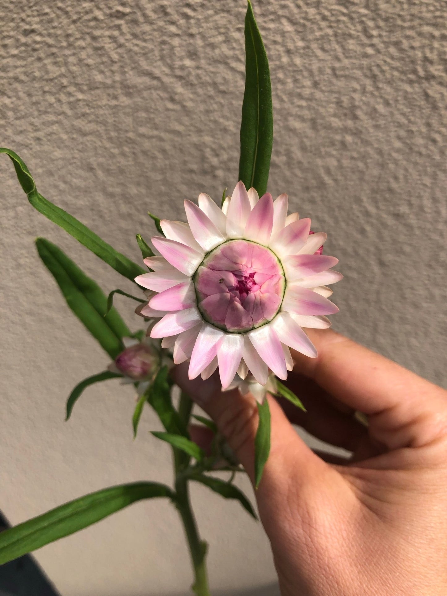 Helichrysum bracteatum (Strawflower) "Silvery Rose"