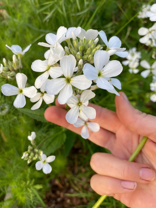 Hesperis Matronalis - Juliene des Dames - Mélange Blanc &amp; Lavande