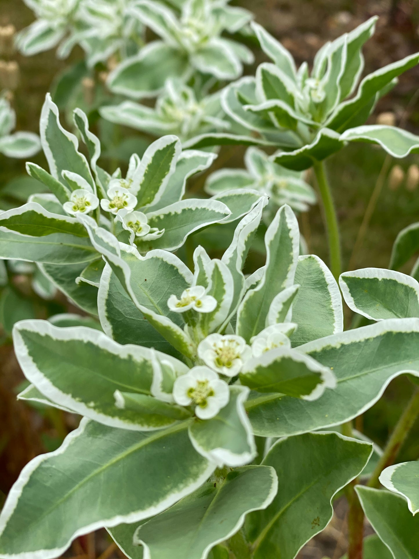 Euphorbia marginata Early Snow