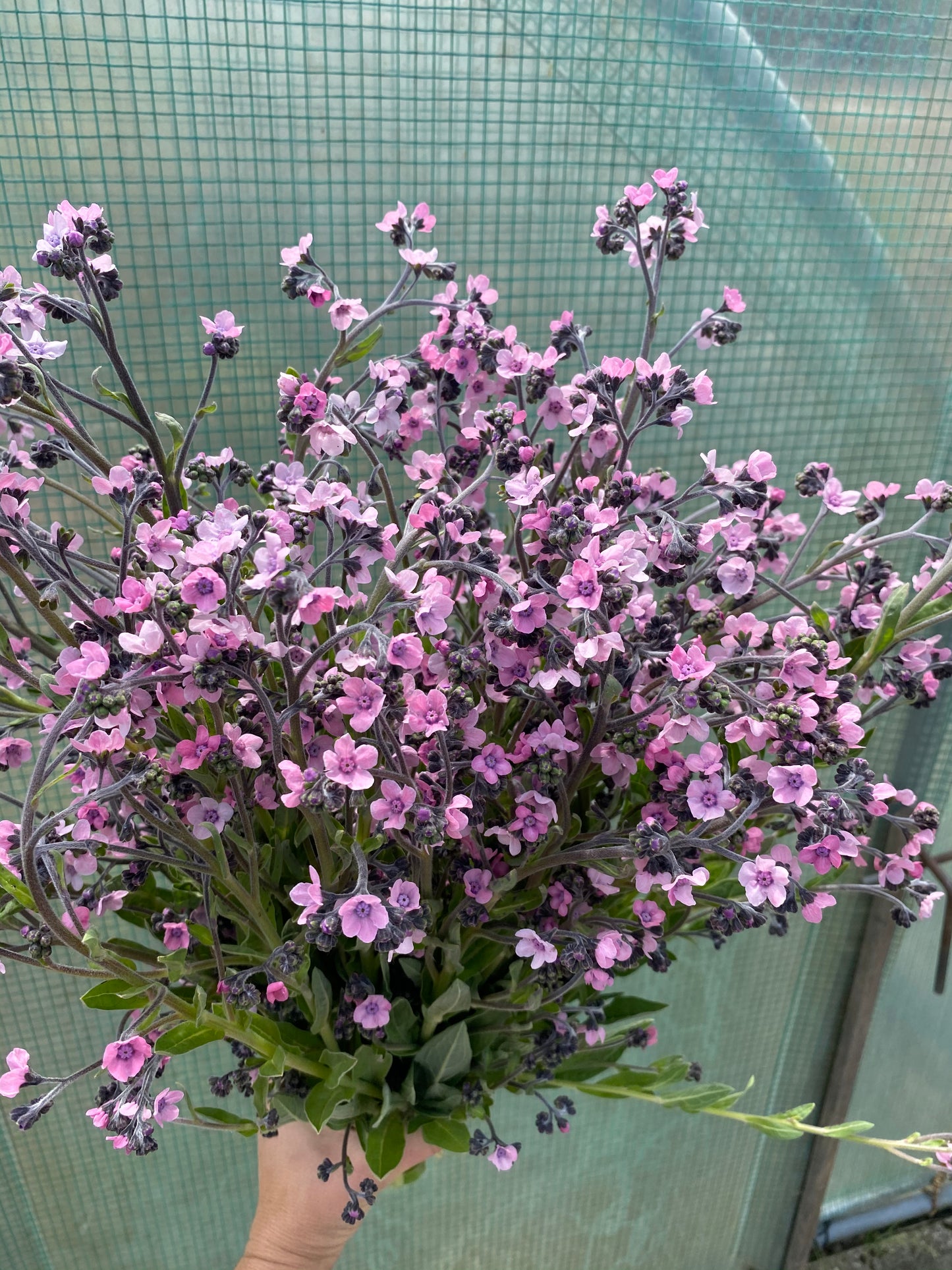 Chinese forget-me-nots "Mystic Pink"
