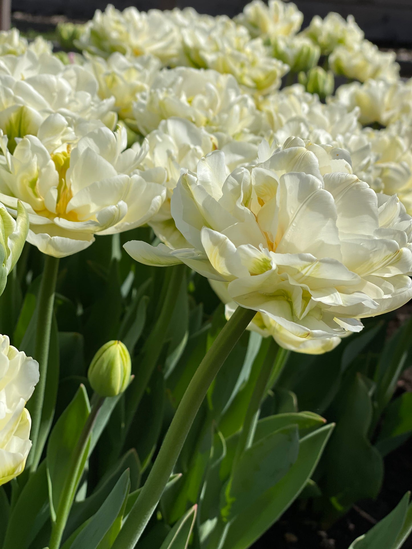 Tulipe White Mountain - pack de 10 bulbes à fleurs