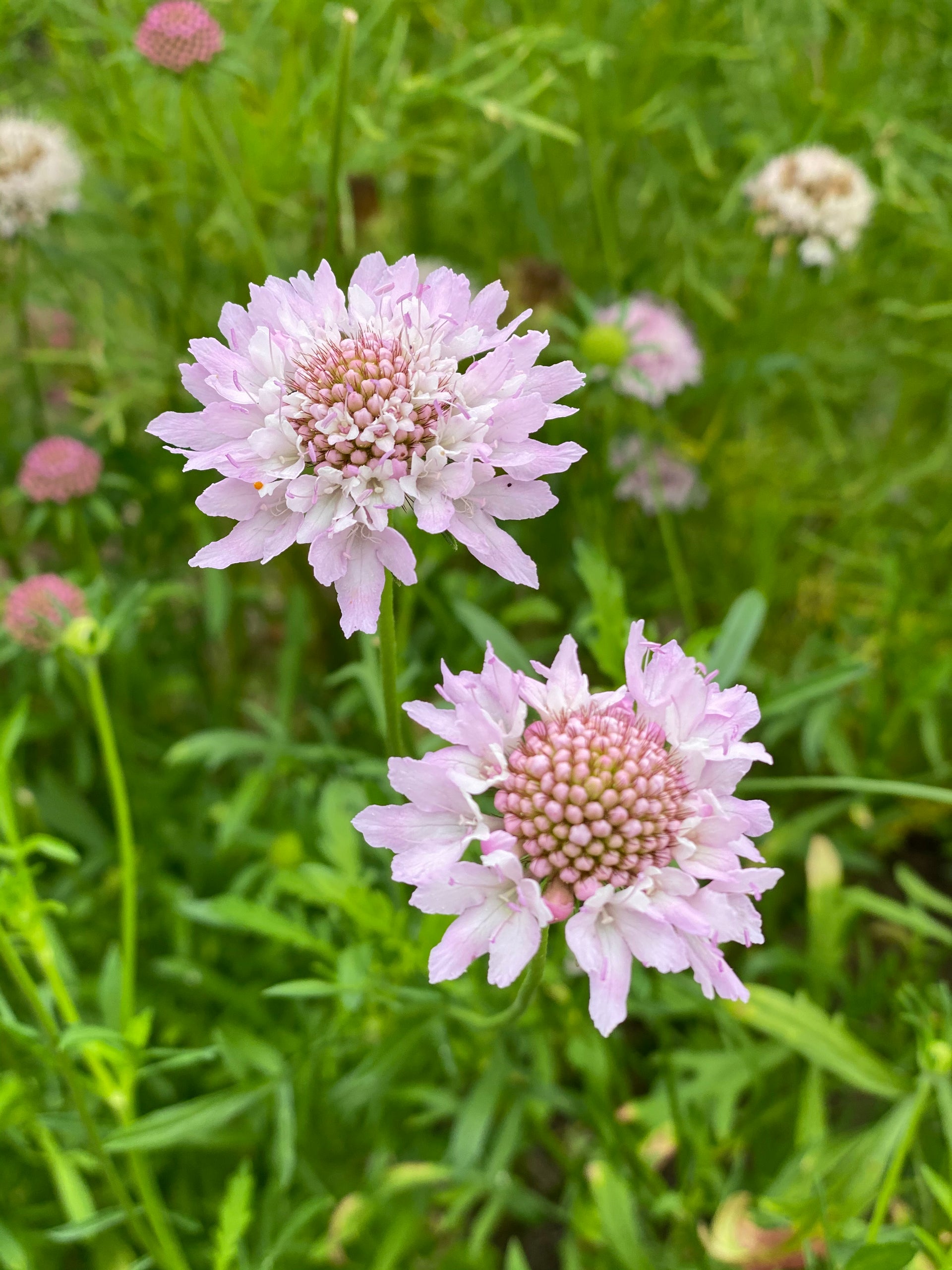 Scabiosa Top thetoe Scabiosa seeds have passed the germination 