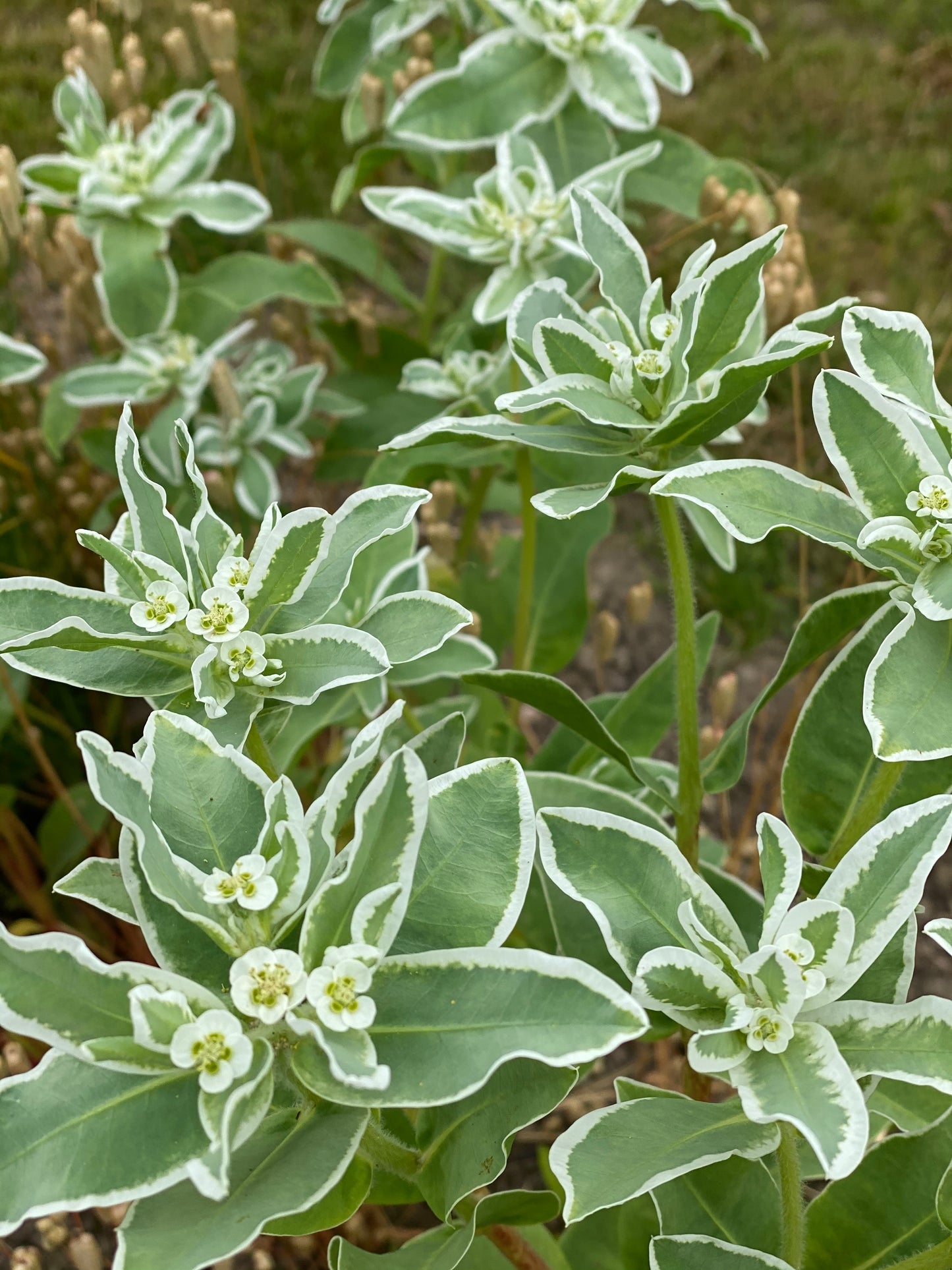 Euphorbia marginata Early Snow