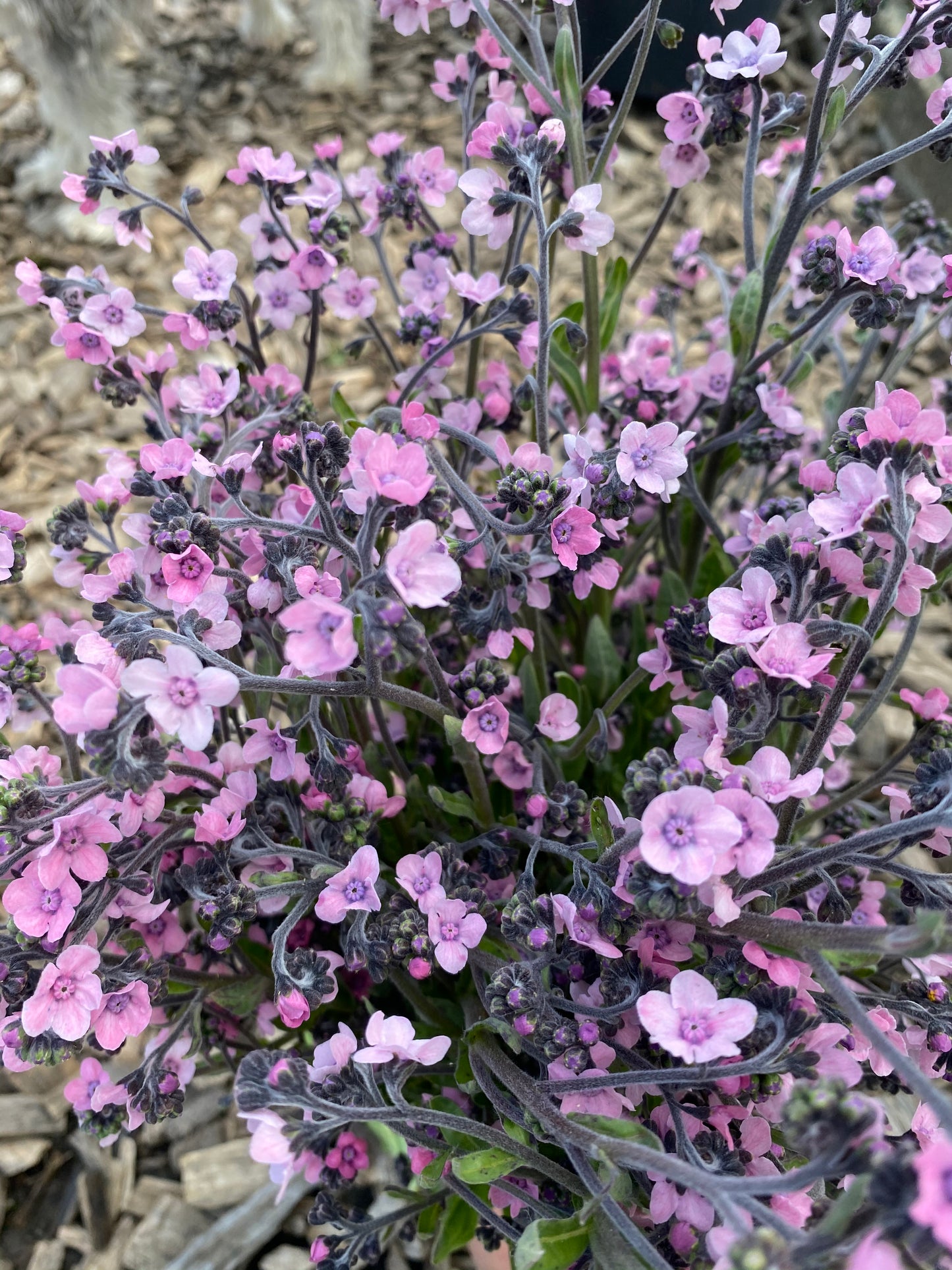 Chinese forget-me-nots "Mystic Pink"