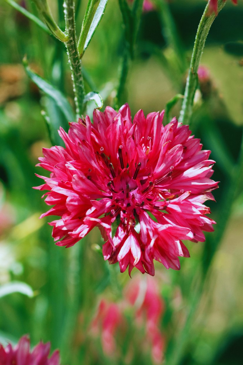 Korenbloem Centaurea Cyanus Ball Red Tuinkabouter Chrisje korenbloem-centaurea-cyanus-ball-red-tuinkabouter-chrisje