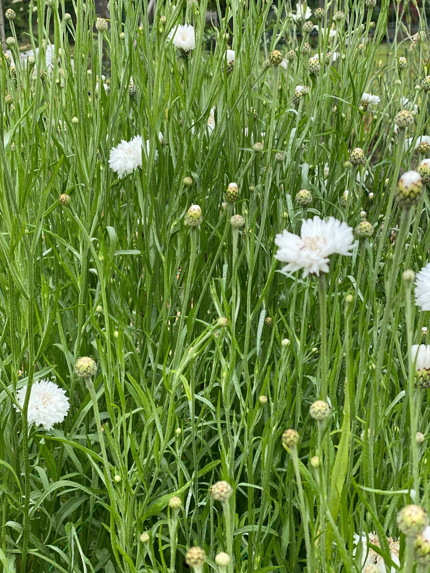 Korenbloem - centaurea cyanus - "White Ball"