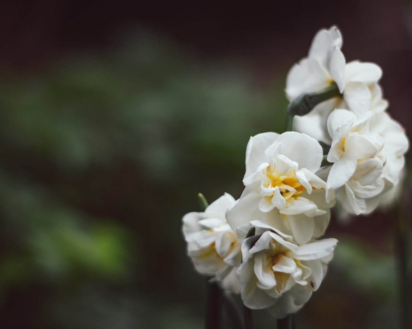Narcissus Bridal Crown - pak van 10 bloembollen - Tuinkabouter Chrisje