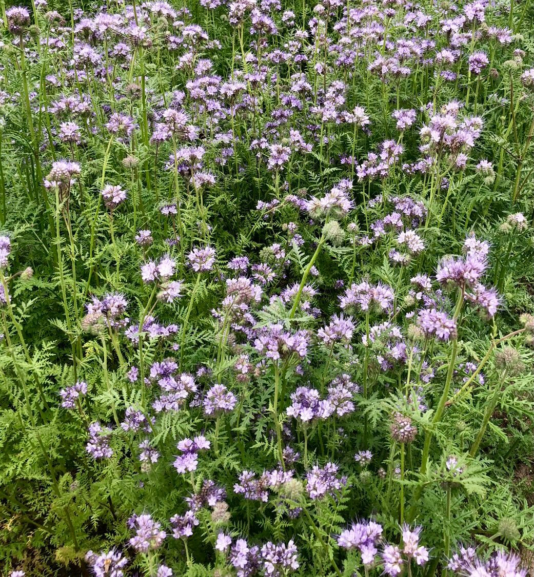 Phacelia - bijenbrood zaaien | Phacelia zaden – Tuinkabouter Chrisje