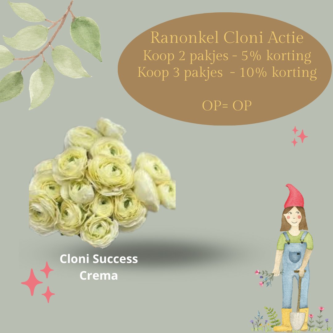 Ranonkel Cloni Succes® crèmekleurig - 10 stuks - Tuinkabouter Chrisje