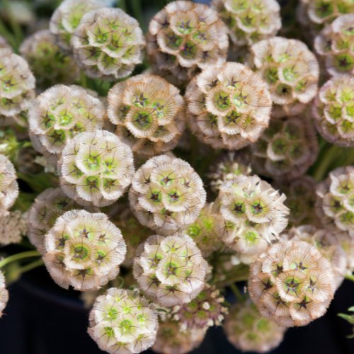 Scabiosa stellata zaden kopen. Bloemzaden – Tuinkabouter Chrisje