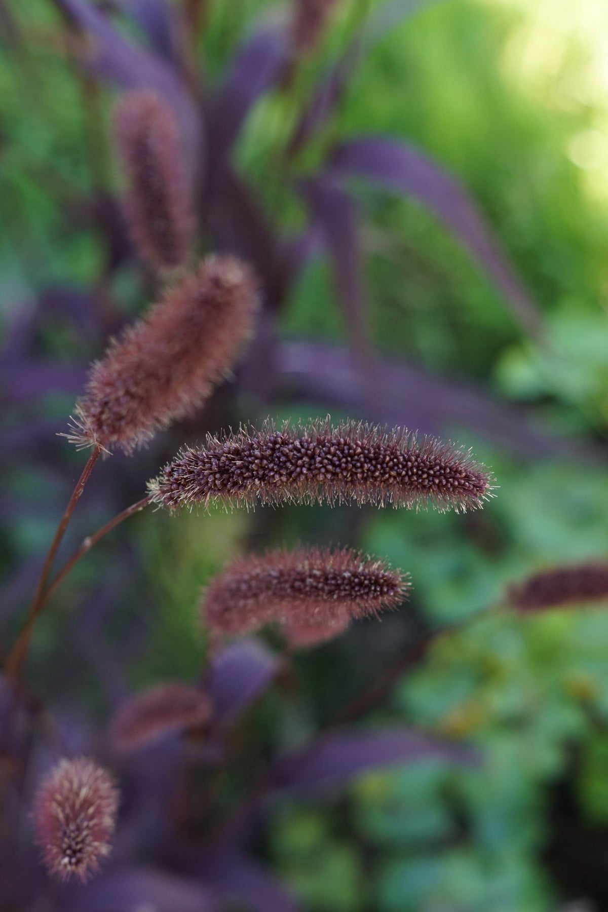 Setaria Italica 'Red Jewel' - Vogelgierst – Tuinkabouter Chrisje