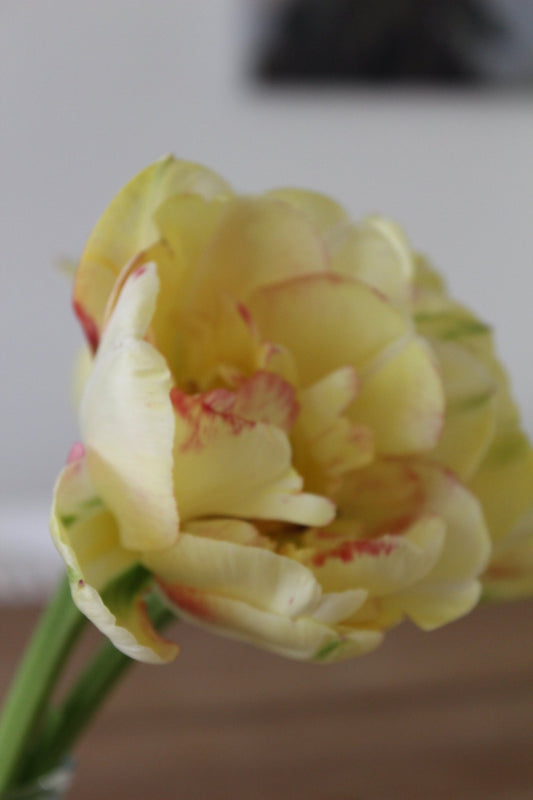 Tulp Double Shake - pak van 10 bloembollen - Tuinkabouter Chrisje