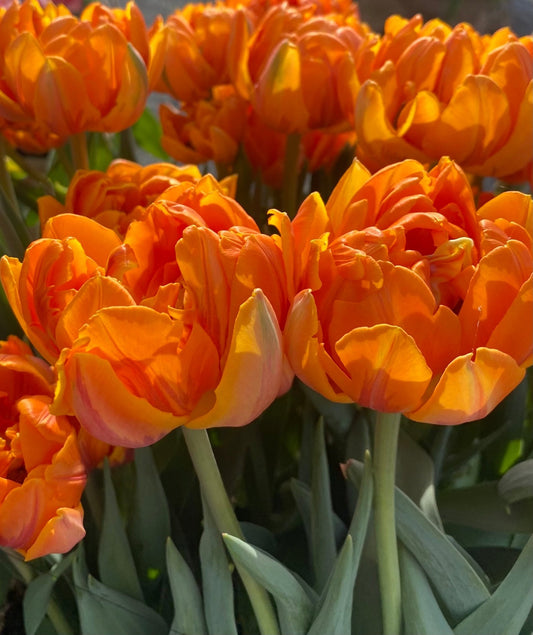 Tulp Orange Princess - pak van 10 bloembollen - Tuinkabouter Chrisje