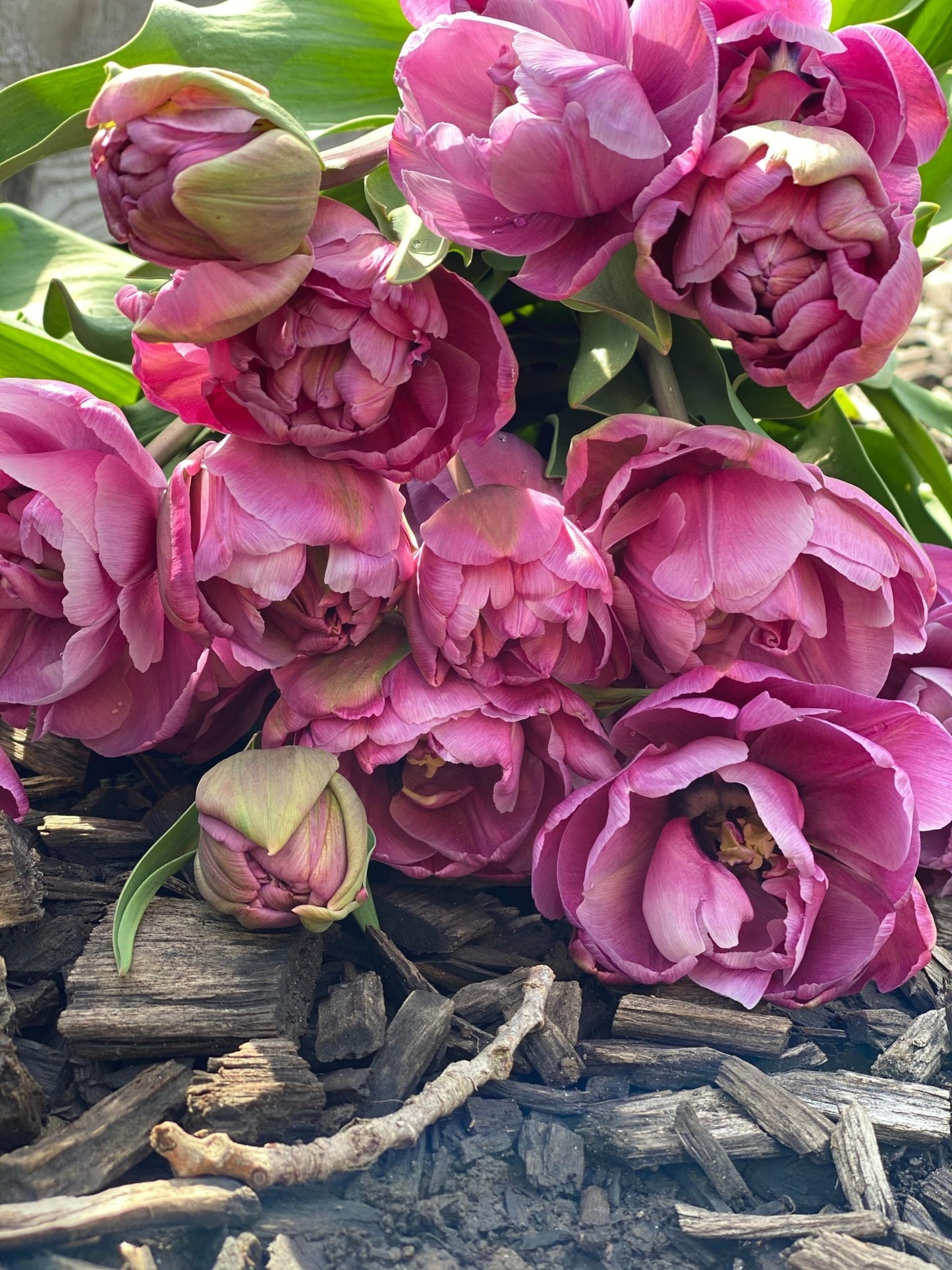 Verse vollegrond tulpen uit Lennik - Tuinkabouter Chrisje