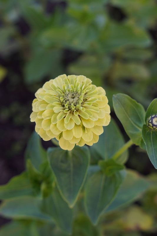 Zinnia Queen Lime - Tuinkabouter Chrisje