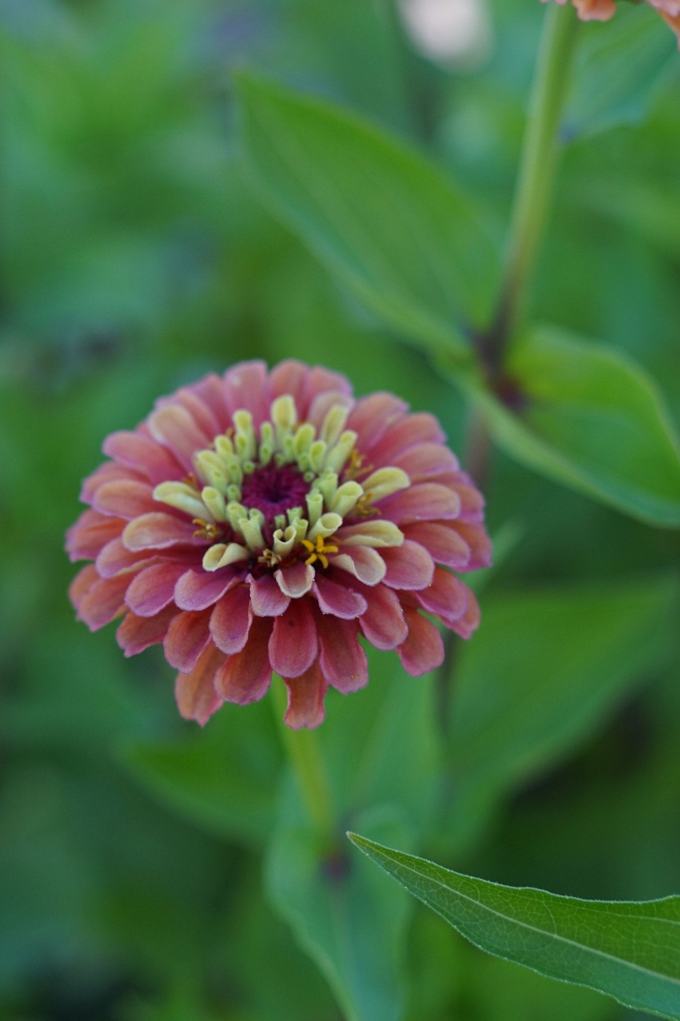 Zinnia Queen Red Lime - Tuinkabouter Chrisje